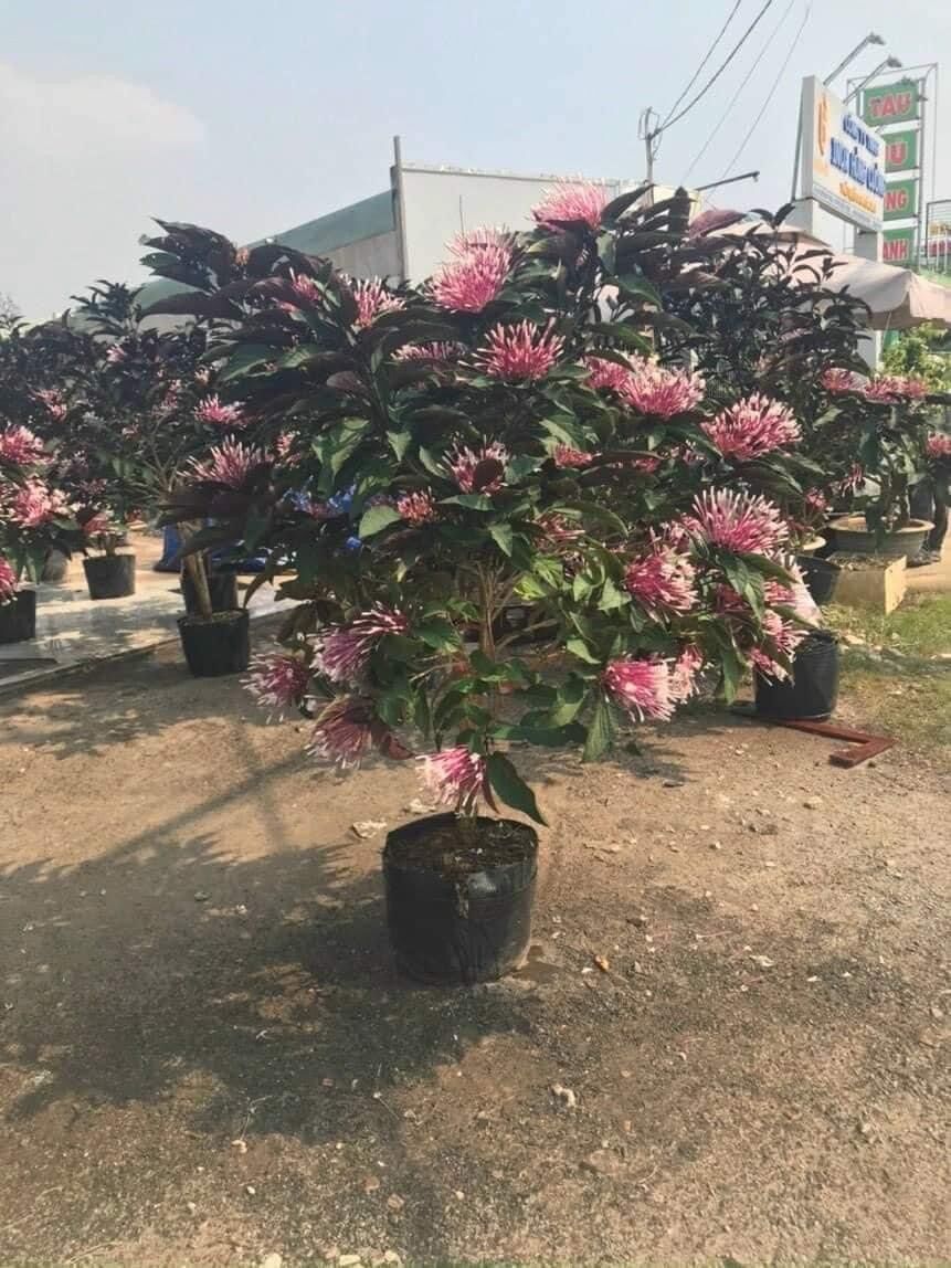 Cây giống hoa thiên phúc(1 bầu cây)