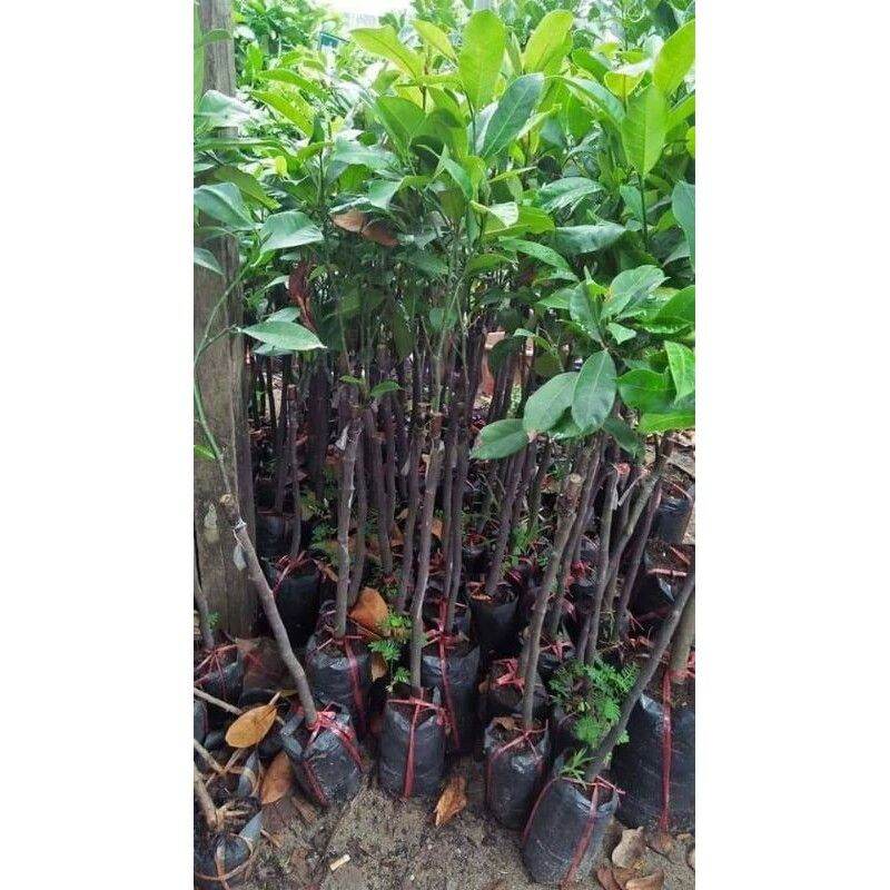 CÂY GIỐNG MÍT TỐ NỮ SIÊU SỚM