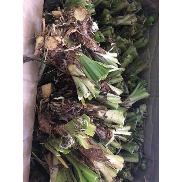 Củ hoa Thanh Anh sỉ 5k(set 5 củ)