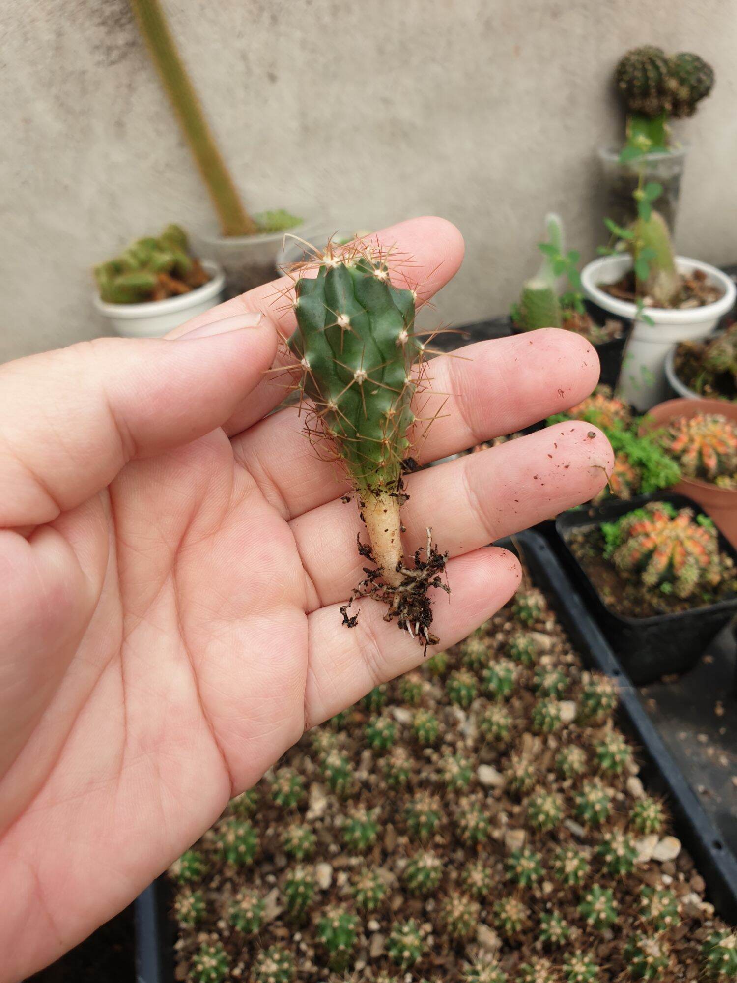 Xương rồng Fero gieo hạt, cây cao 4cm