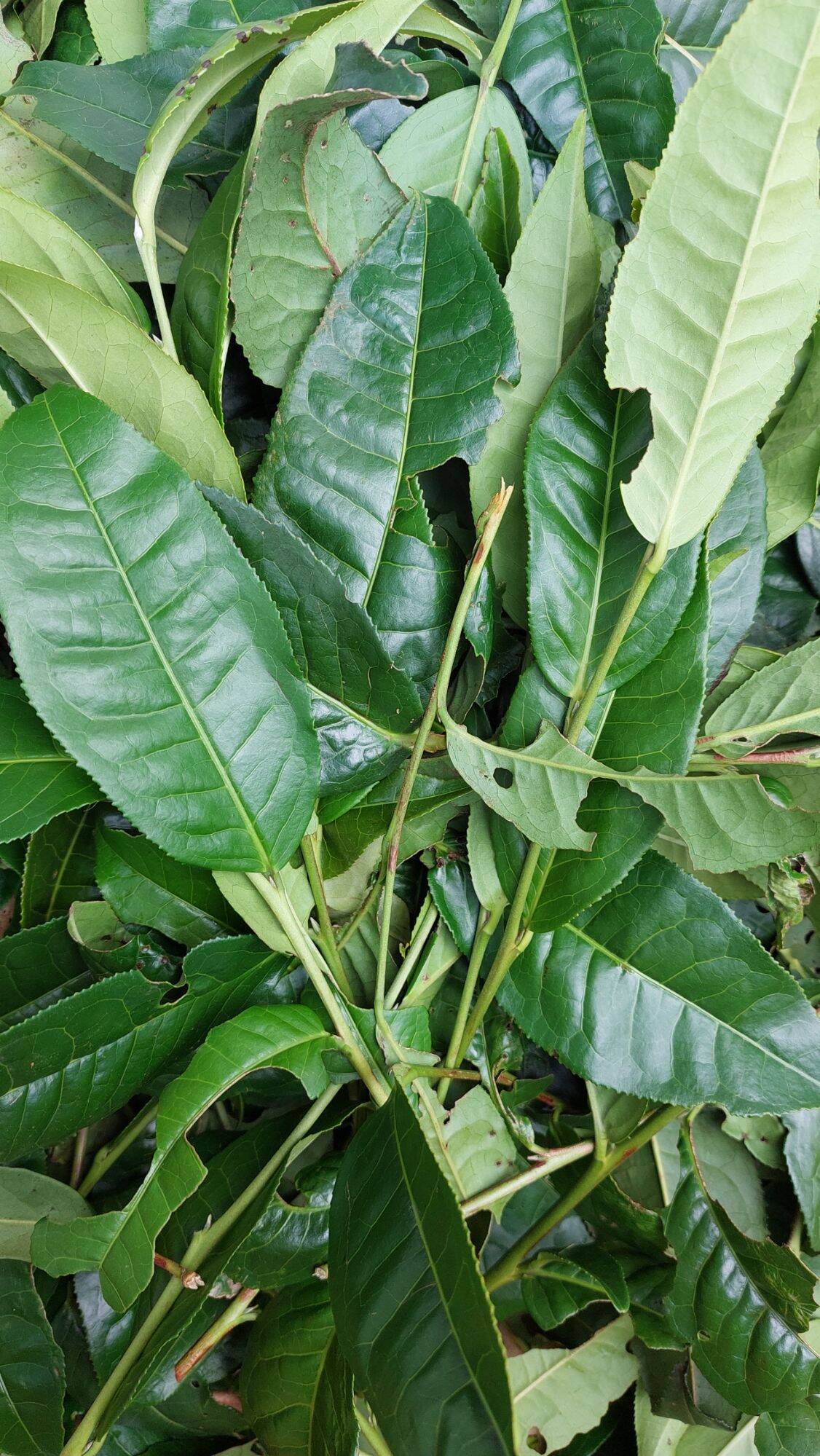 chè tươi lâm đồng 1kg