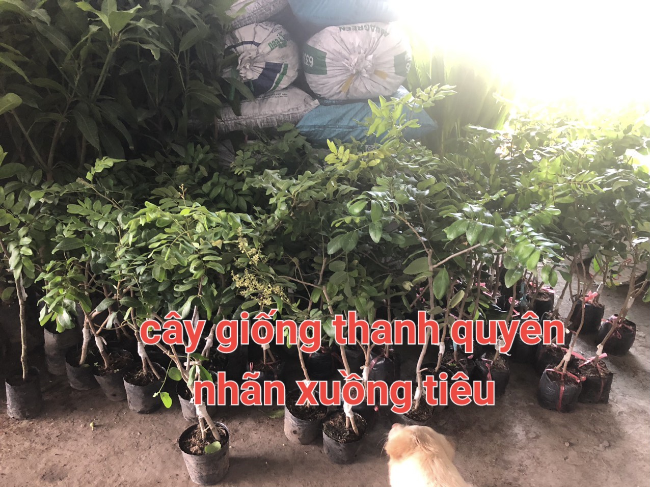 CÂY NHÃN XUỒNG TIÊU, CAO 50CM-100CM. CHUẨN GIỐNG 100%