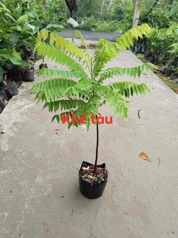 cây khế tàu . cây to mau cho trái