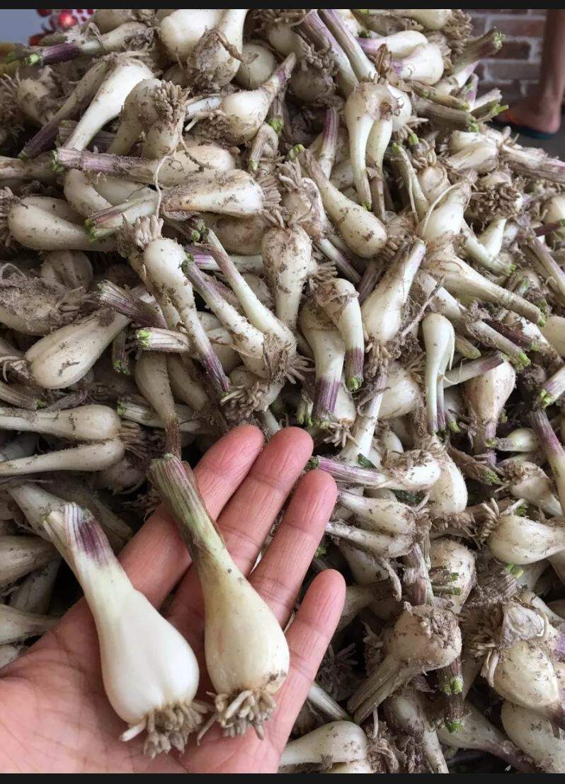 1KG CỦ KIỆU  QUẾ- HUẾ CỦ TO