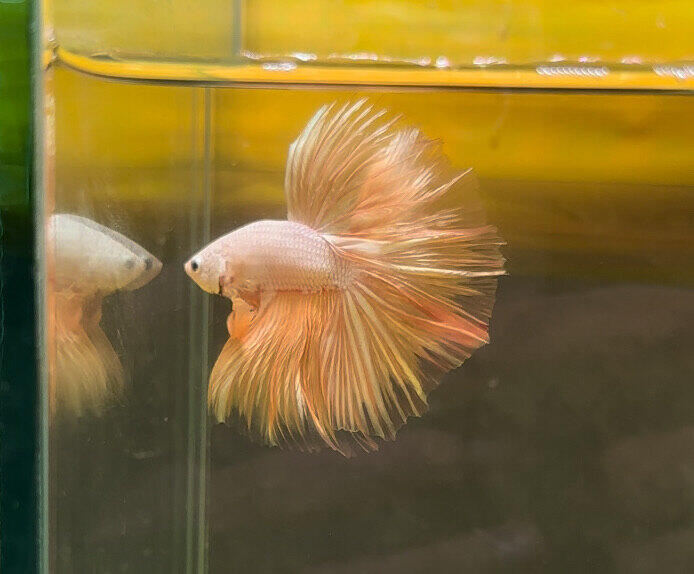 Betta hm rồng vàng