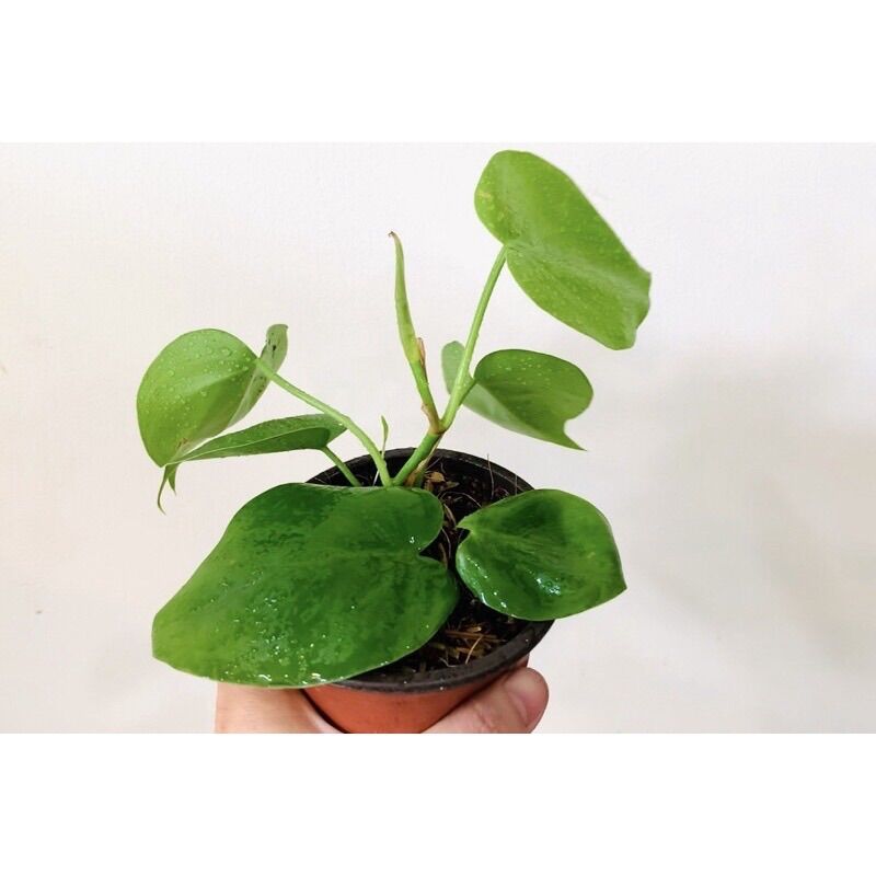 Nhánh trầu bà lá tim xanh