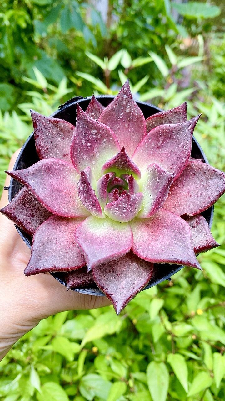 Sen đá đế Hồng sz 10cm