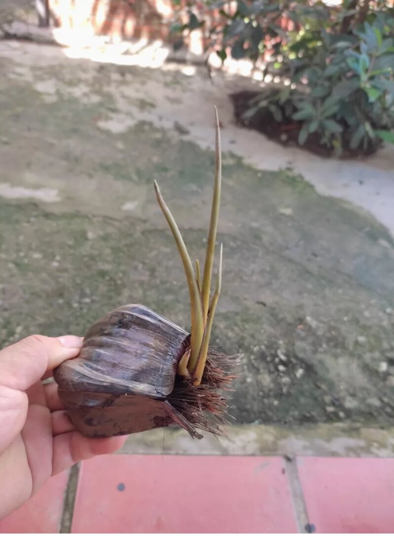 Cây Dừa Nước Giống 20 cây