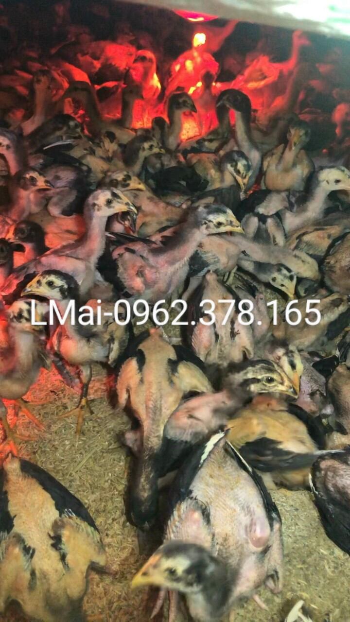 Combo 10 trứng gà chọi ấp nở