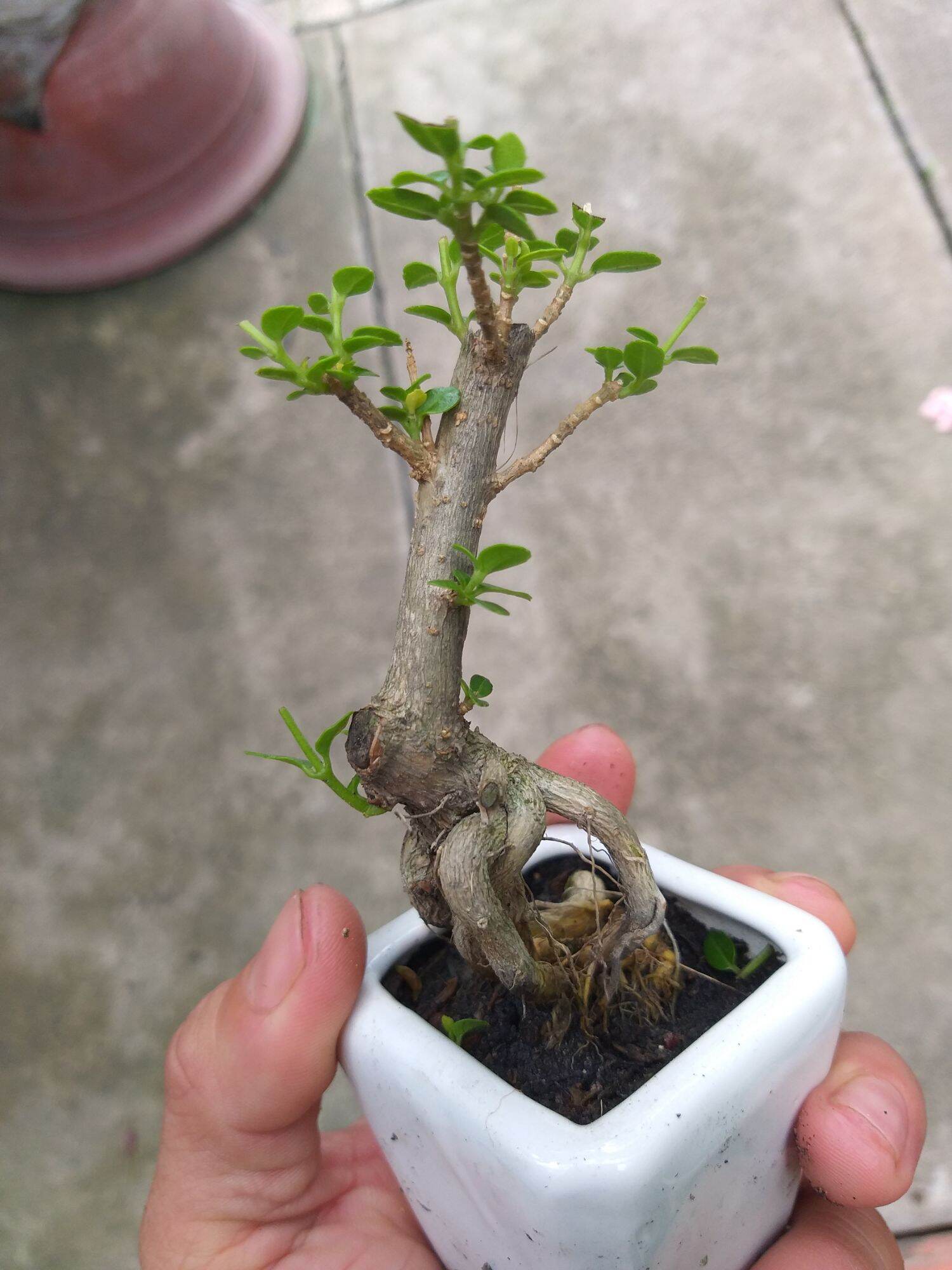 [HCM]Sam Hương mini Bonsai Có chậu