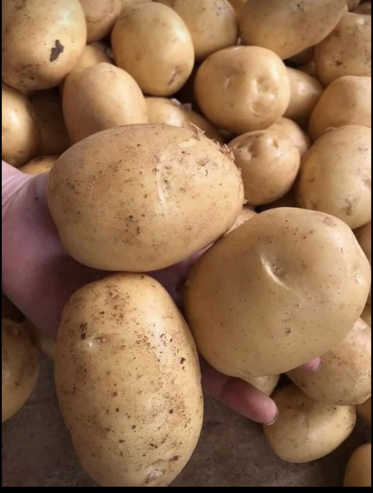 Khoai Tây to ngon đẹp (3kg)