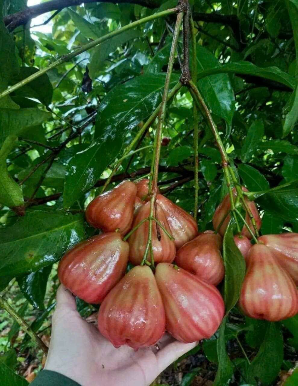 Cây giống mân Ấn Độ