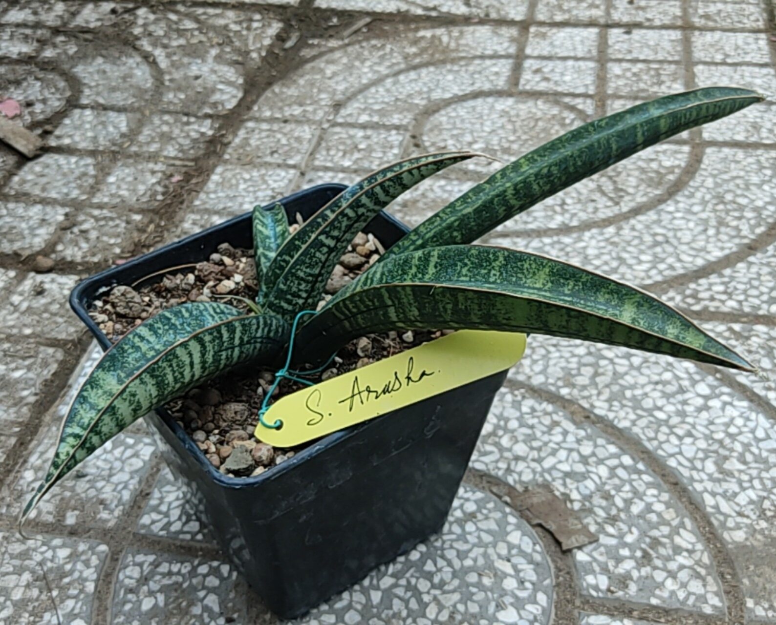 Cây lưỡi hổ - Sansevieria Arusha