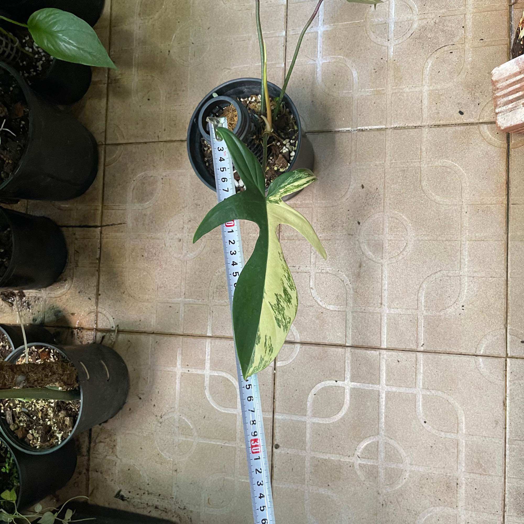 Cây trầu bà cánh én var(được chọn cây)