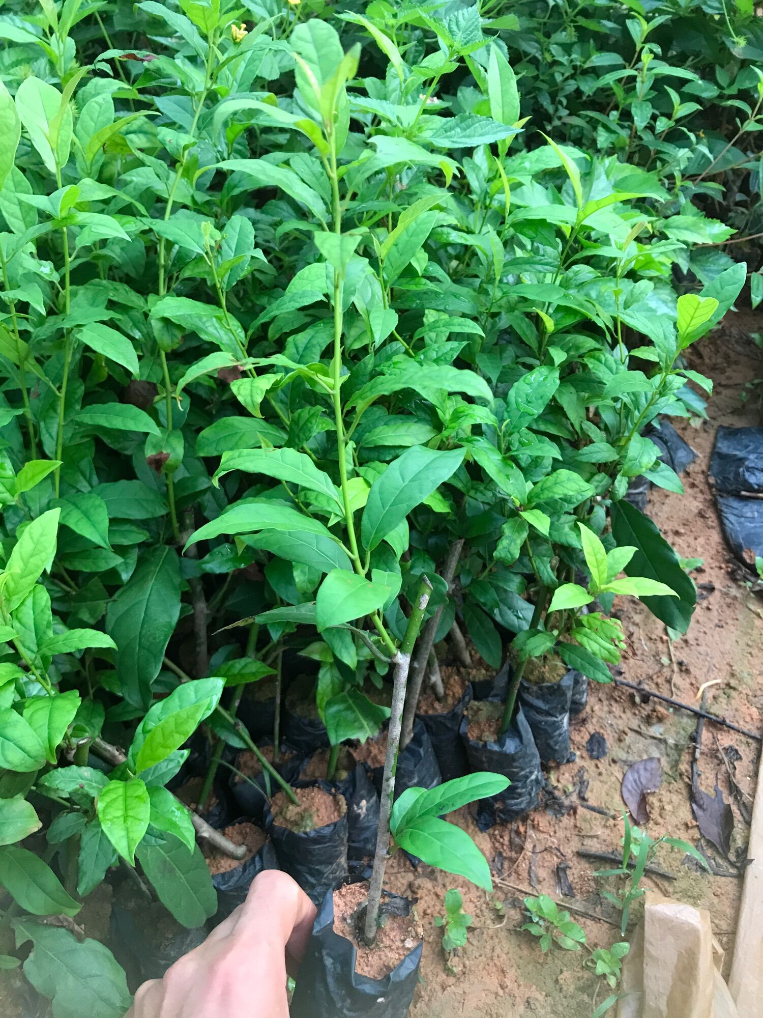 Cây xạ đen