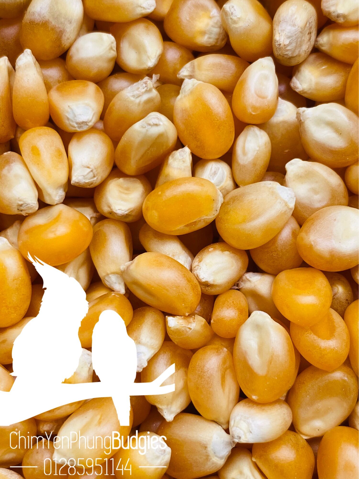 Bắp Nổ Ngô Mỹ 500g – Hạt To, Nở Đều, Nguyên Liệu Làm Bắp Rang Bơ