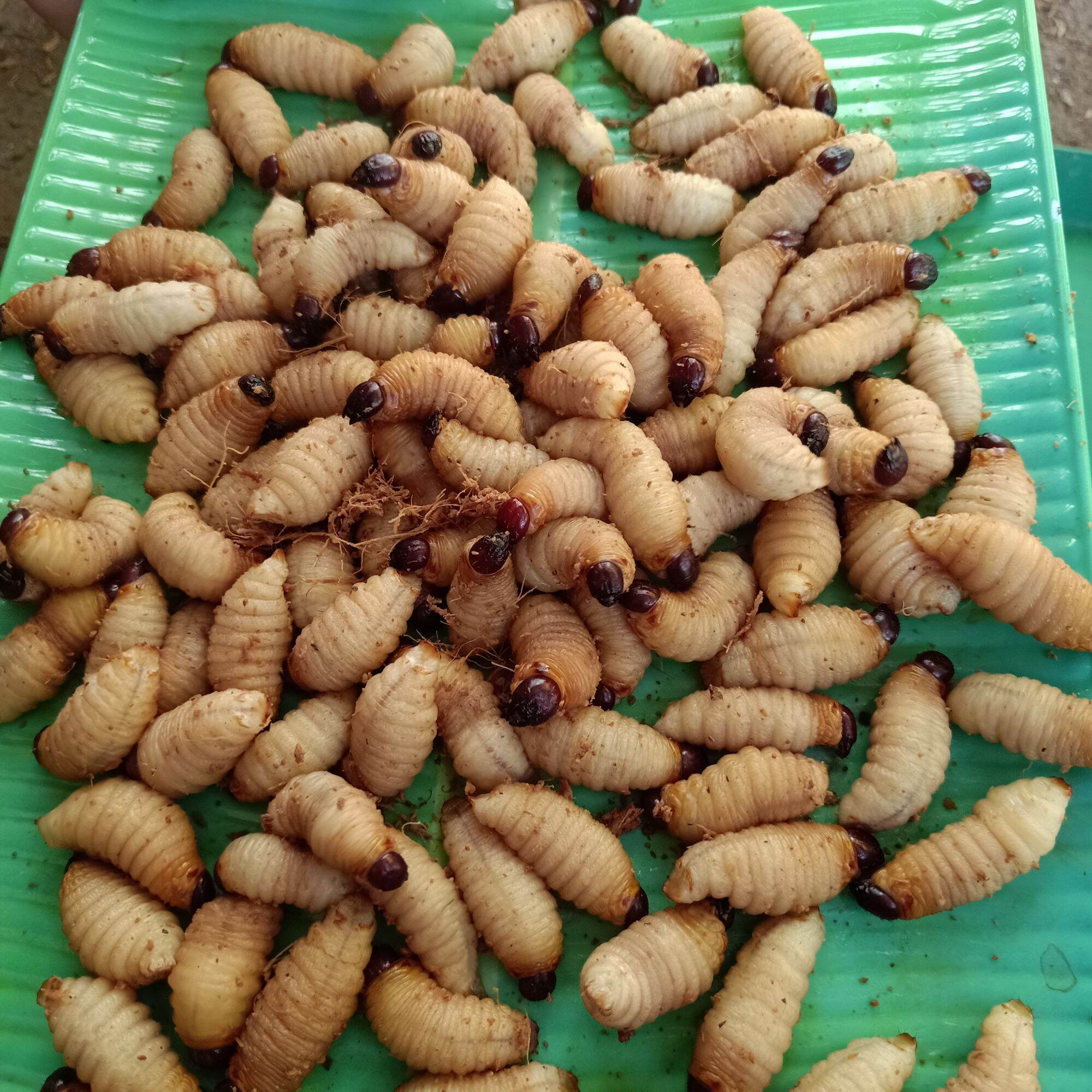 Đuông dừa combo 40 con 230k