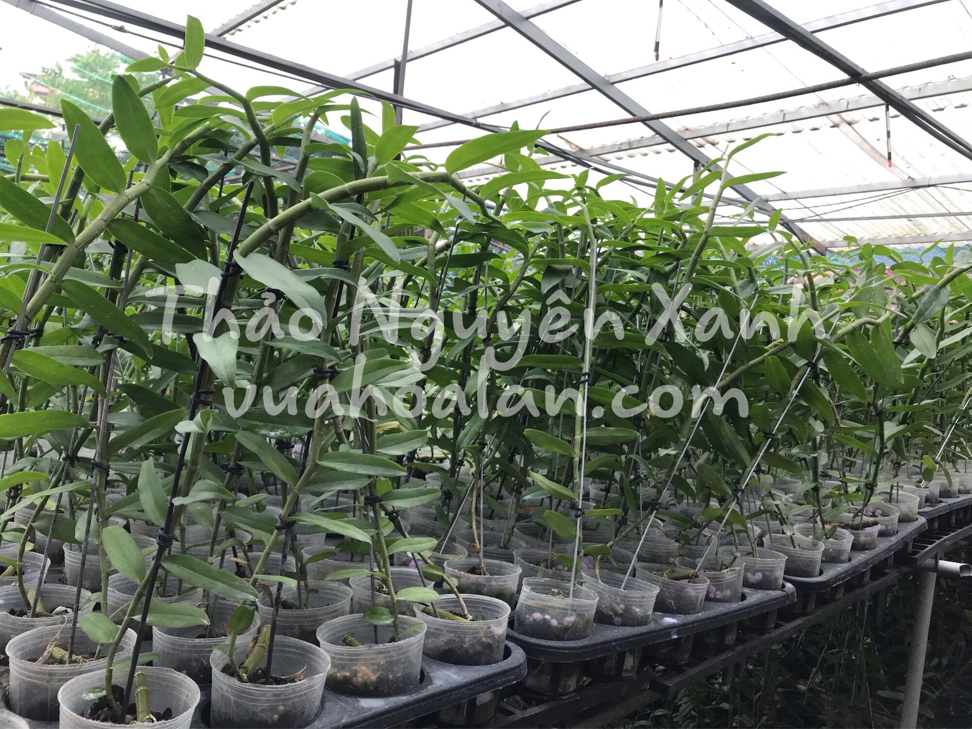Phi Điệp (5ct) Họng Hồng Cây Trung (40-50cm)