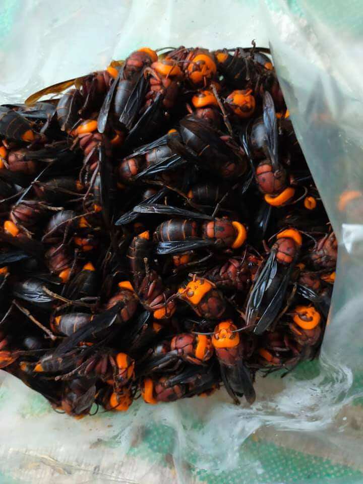 Ong đất ( Ong bắp cày) ngâm ru.ou chai 1Lít hoặc chưa ngâm