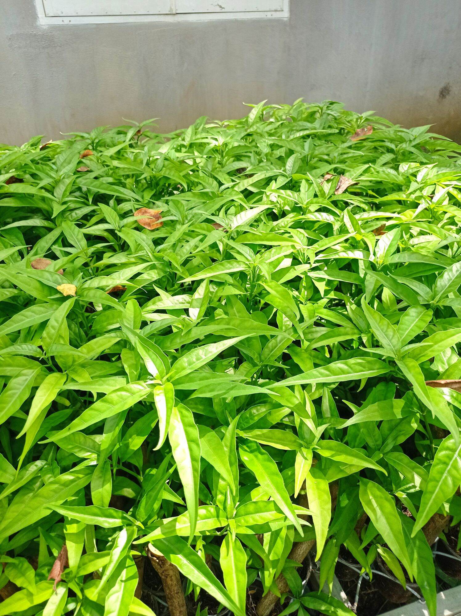 Hoàn Ngọc Trắng (Cây giống như hình ảnh)