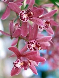Địa Lan kiếm hồng(1 khóm)