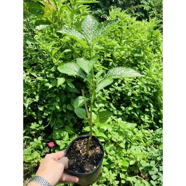 Cây đuôi chuột - dược liệu quý