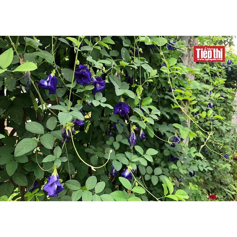 Hạt Giống Hoa Đậu Biếc