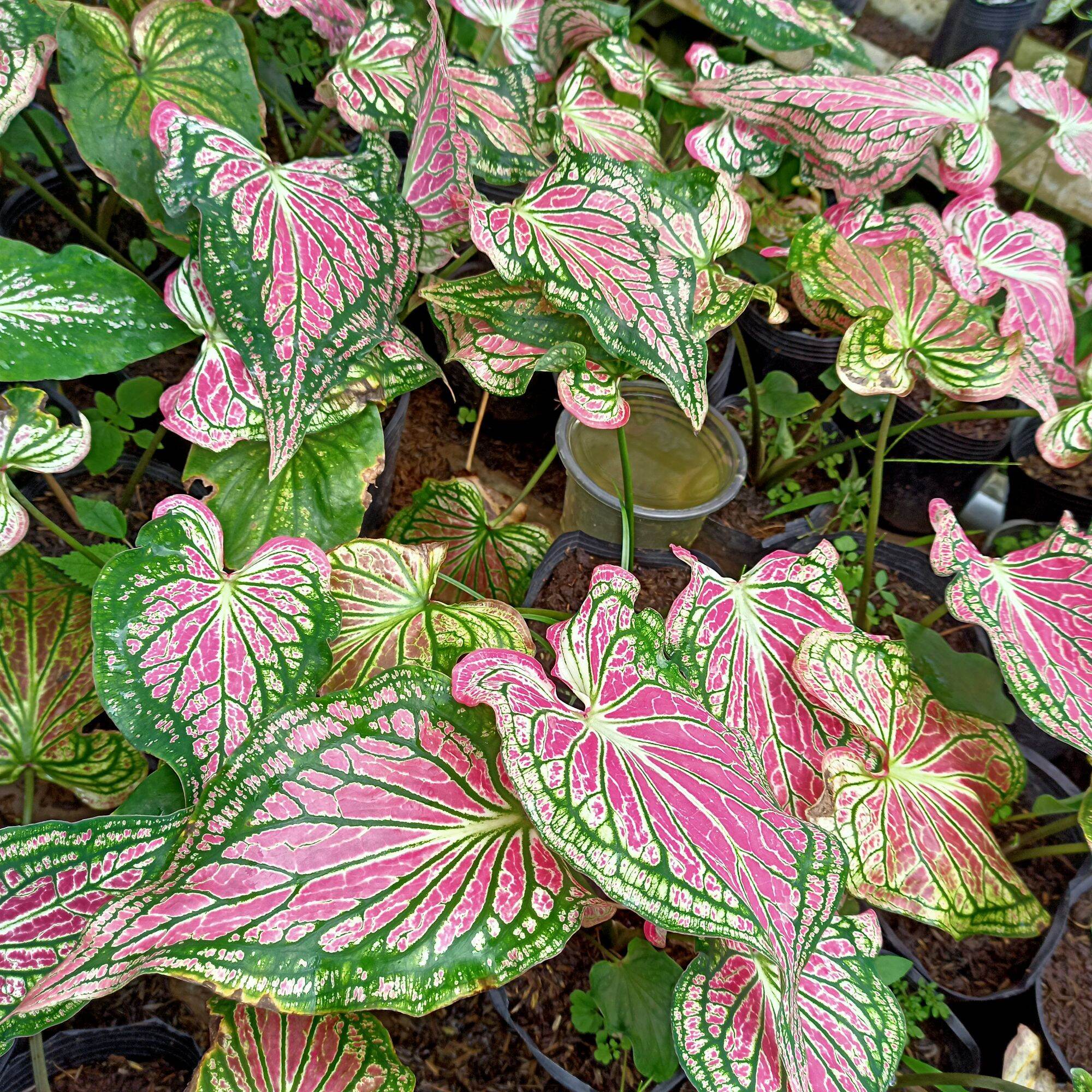 Chậu cây môn thiên nga, thai beauty caladium