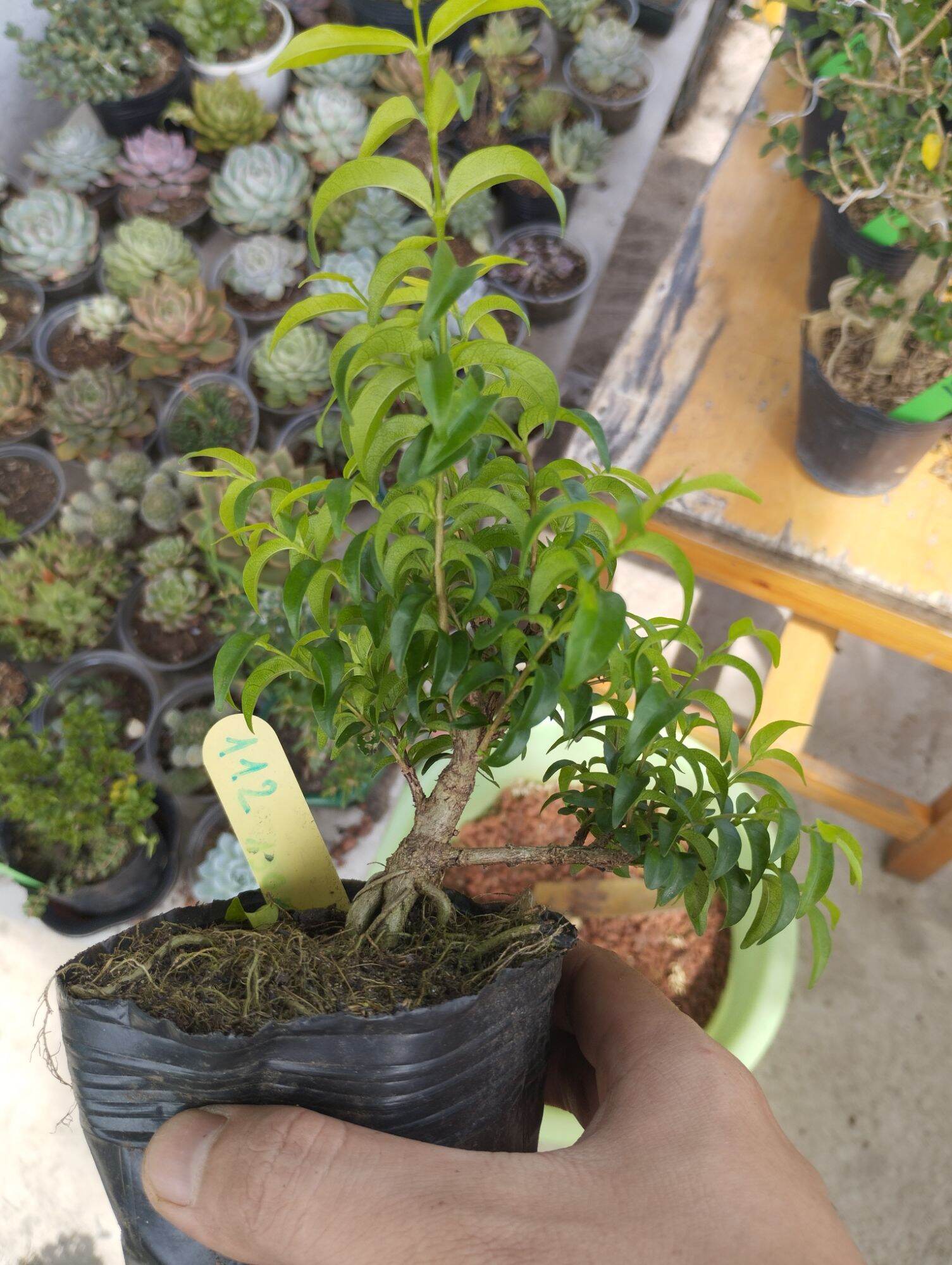 Mai chiếu thuỷ mini bonsai