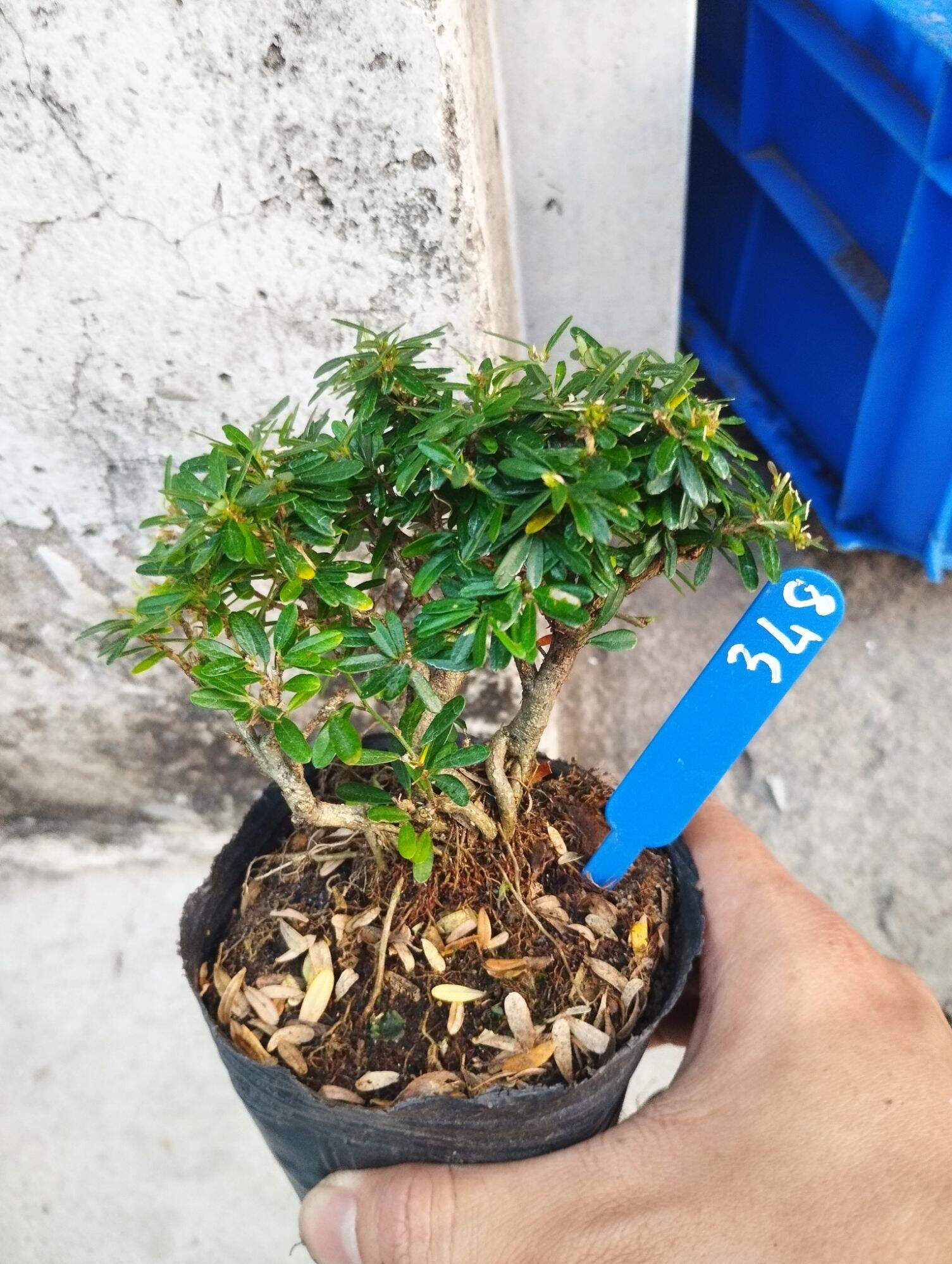 Linh sam 86 mini bonsai ( có sỉ)