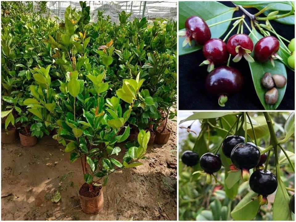Cây giống cherry sắp có hoa