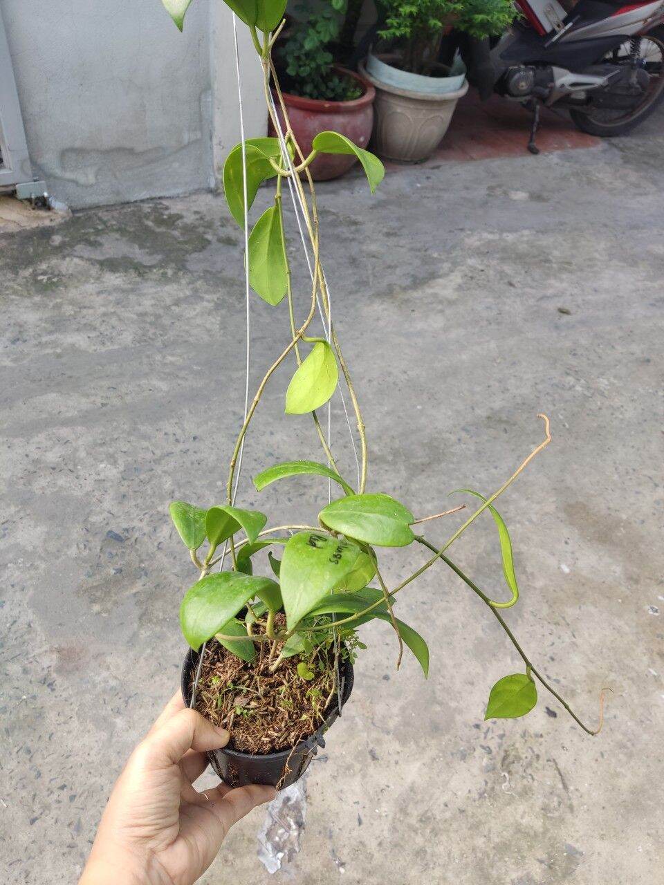 Cẩm cù đỏ Mindorensis red cây sắp hoa