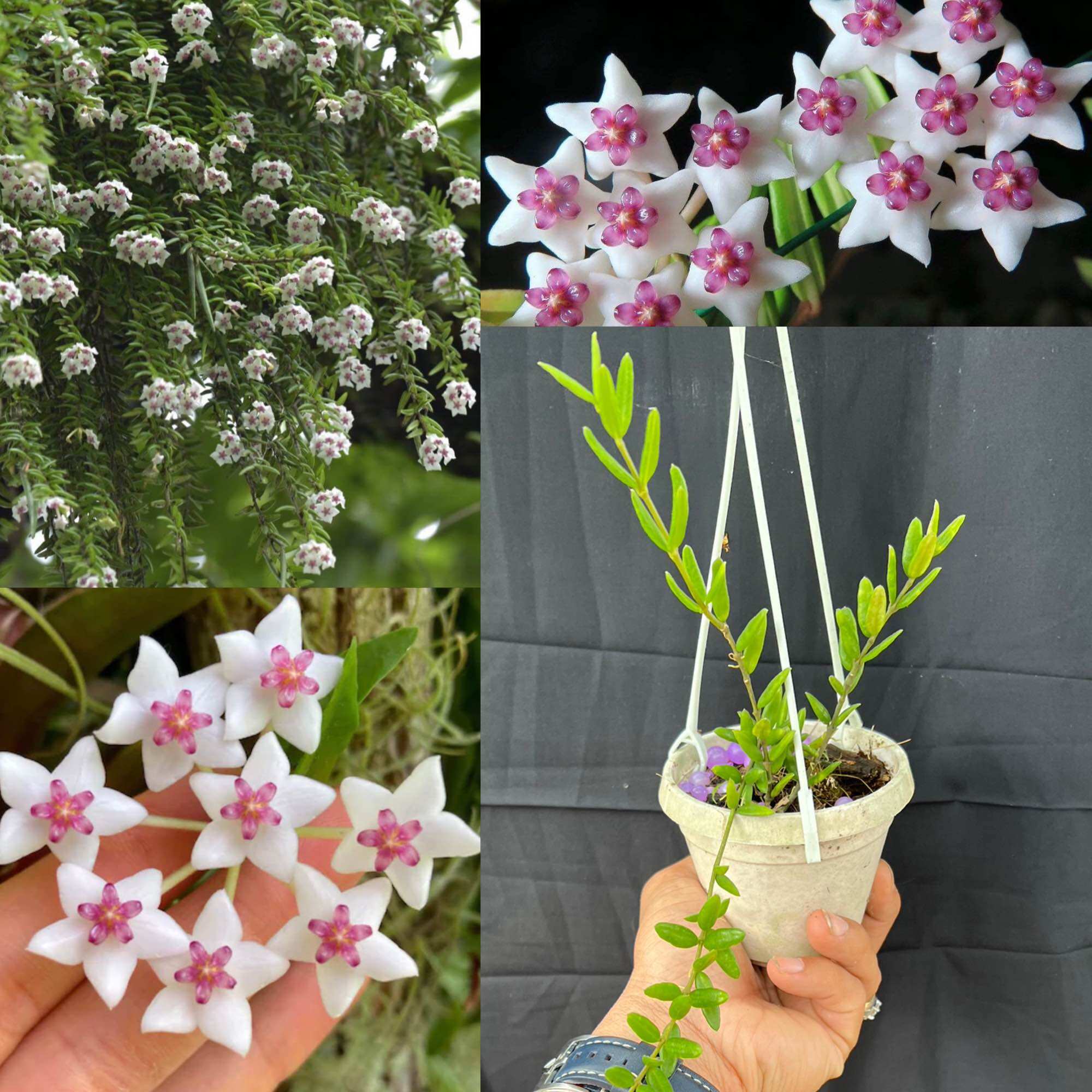 Hoa Cẩm cù hoya Engleriana hoa và lá rất đẹp, thân leo hoặc rủ đều được, phát triển nhanh
