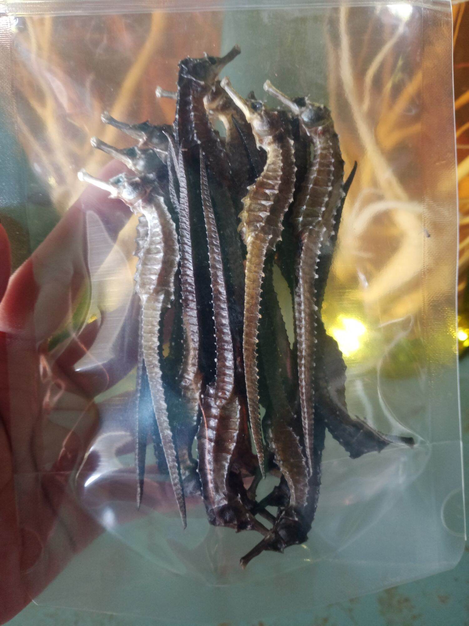 2 con cá ngựa khô dài 12cm