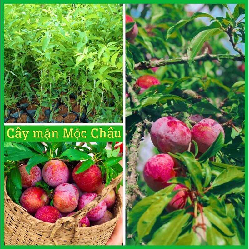 Cây giống mận hậu mộc châu