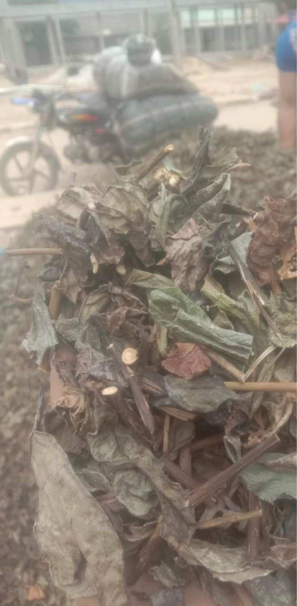 1 kg bầu đất tím khô
