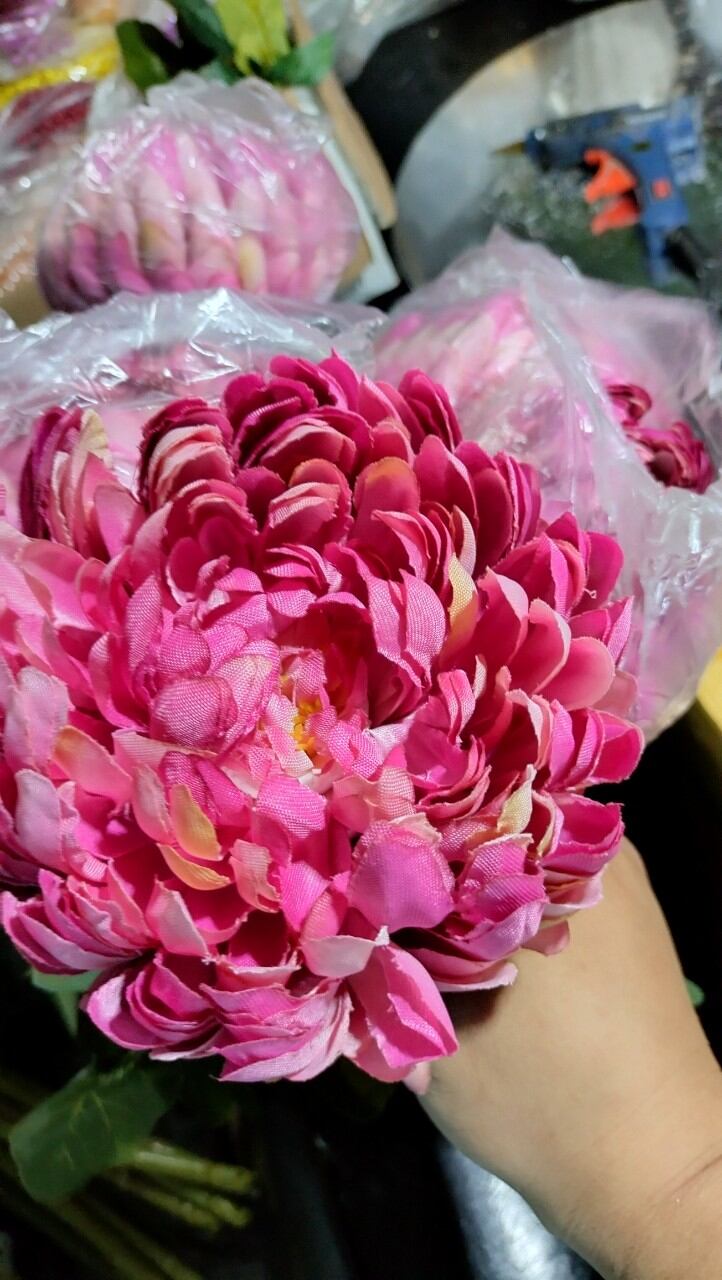 CÚC ĐẠI ĐÓA HOA LỚN 12CM