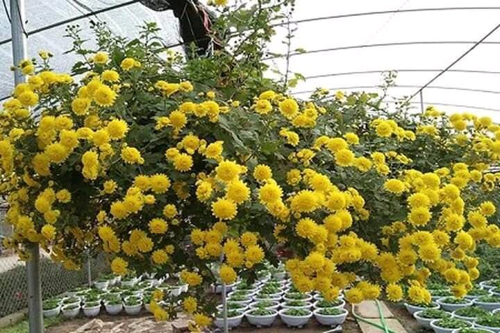 Cây giống cúc chi rủ vàng hoa có thể làm trà