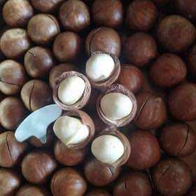 Hạt macca sấy Đăk Lăk chuẩn loại 1 túi 500gram
