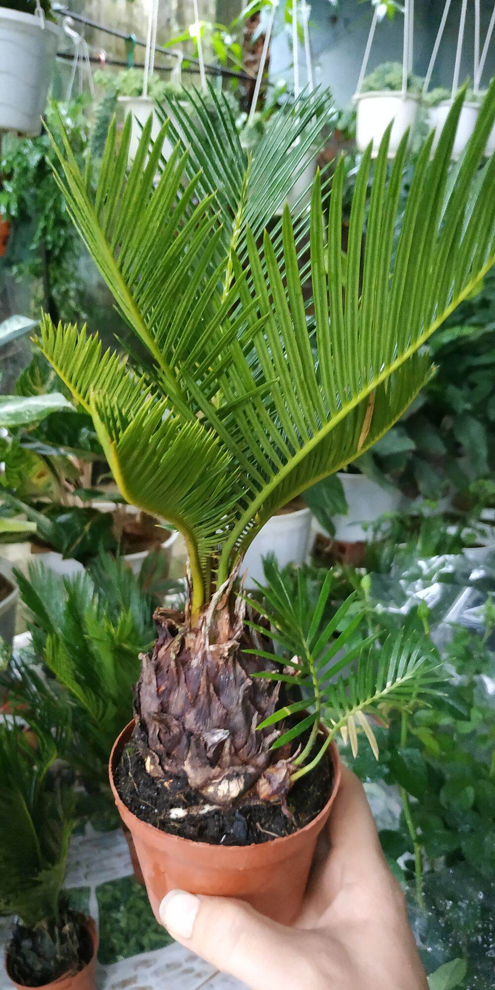 Vạn tuế để bàn