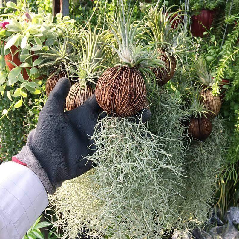 Cây Không Khí quả dừa (Kim Yến + Tóc Tiên), tác dụng lọc không khí