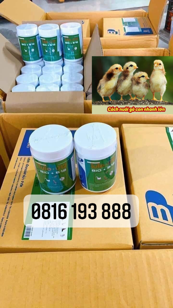 💥💥💥💥💥 bio-b12 . úm gà con và phòng bệnh gà lớn.
xuất xứ: thái lan
công dụng: 💯💯💯💯
👉👉úm gà con, giúp gà con khỏe mạnh, không bị xù lông, rút cổ, phân trắng...
•giúp gà mau lớn, đường ruột khỏe, hấp thu thức ăn tốt
