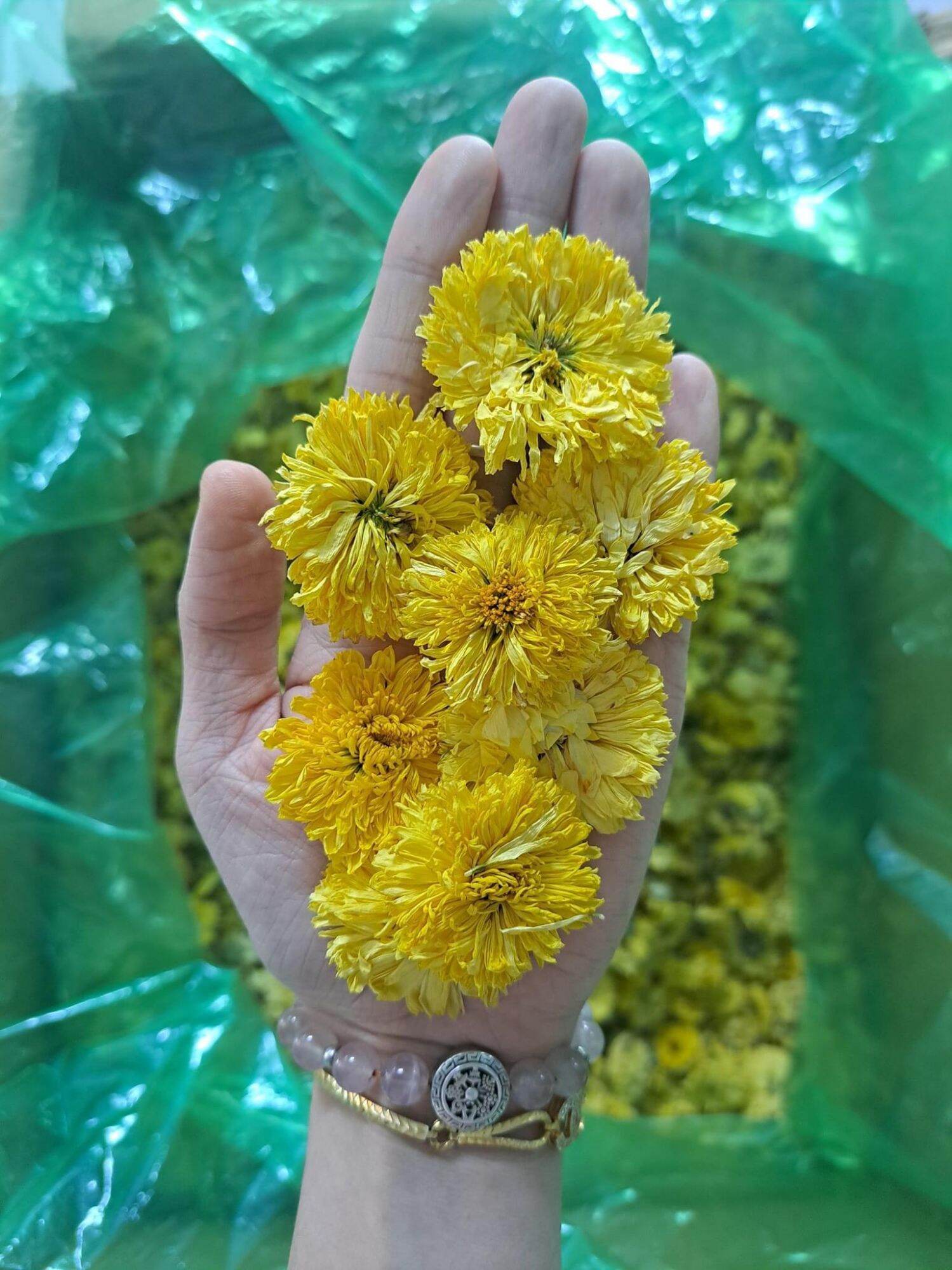 HOA CÚC SẤY KHÔ