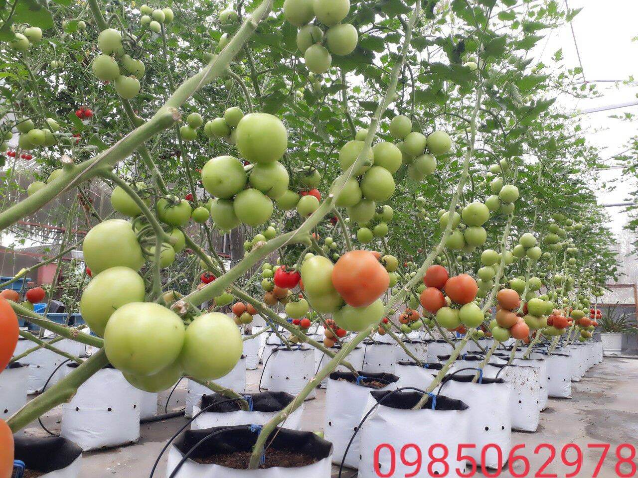 Muối Epsom nhập khẩu isarel 1kg