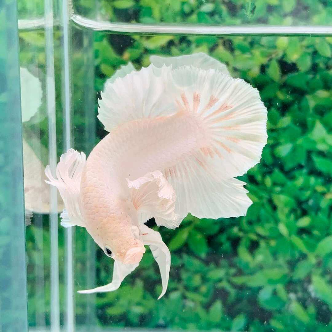 ( sale hè cá cảnh ) 1 trống betta dumbo white tai bơi to đẹp