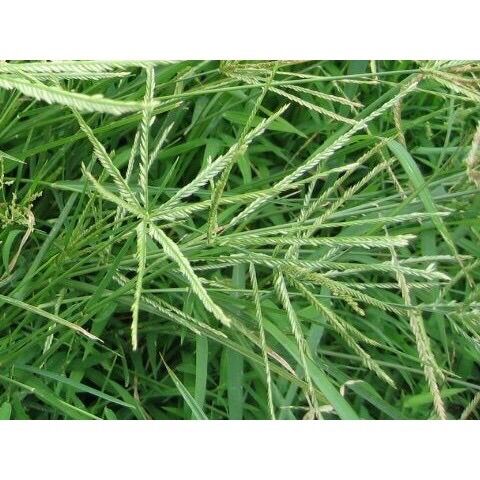 CỎ MẦN TRẦU KHÔ 100G