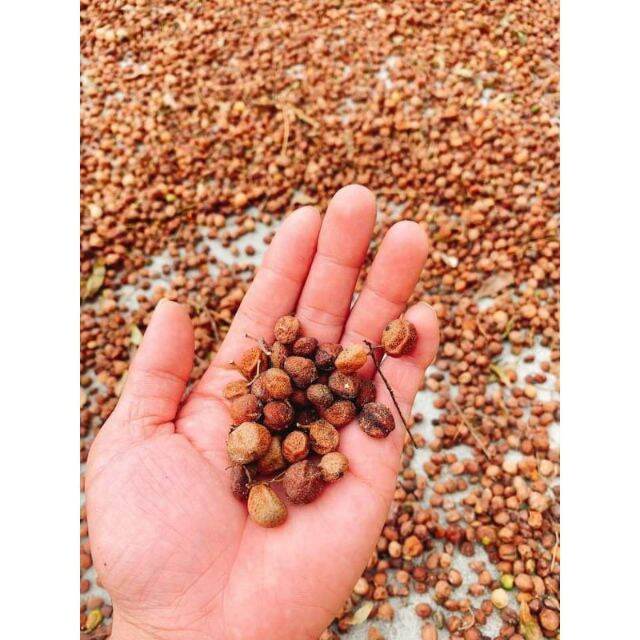 Quả mắc mật khô 1kg