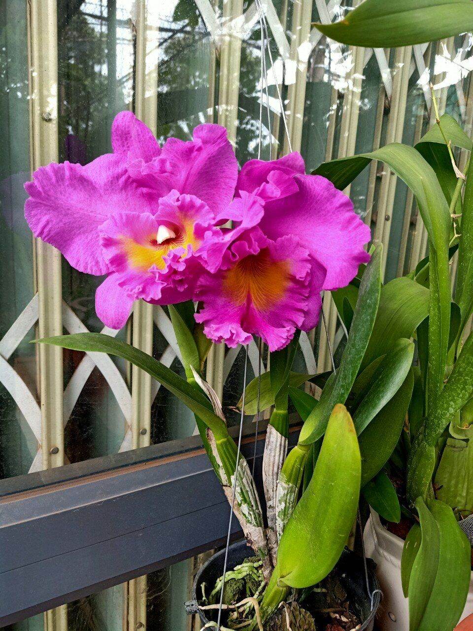 Hoa lan cattleya thịnh đạt. chậu trưởng thành chưa hoa