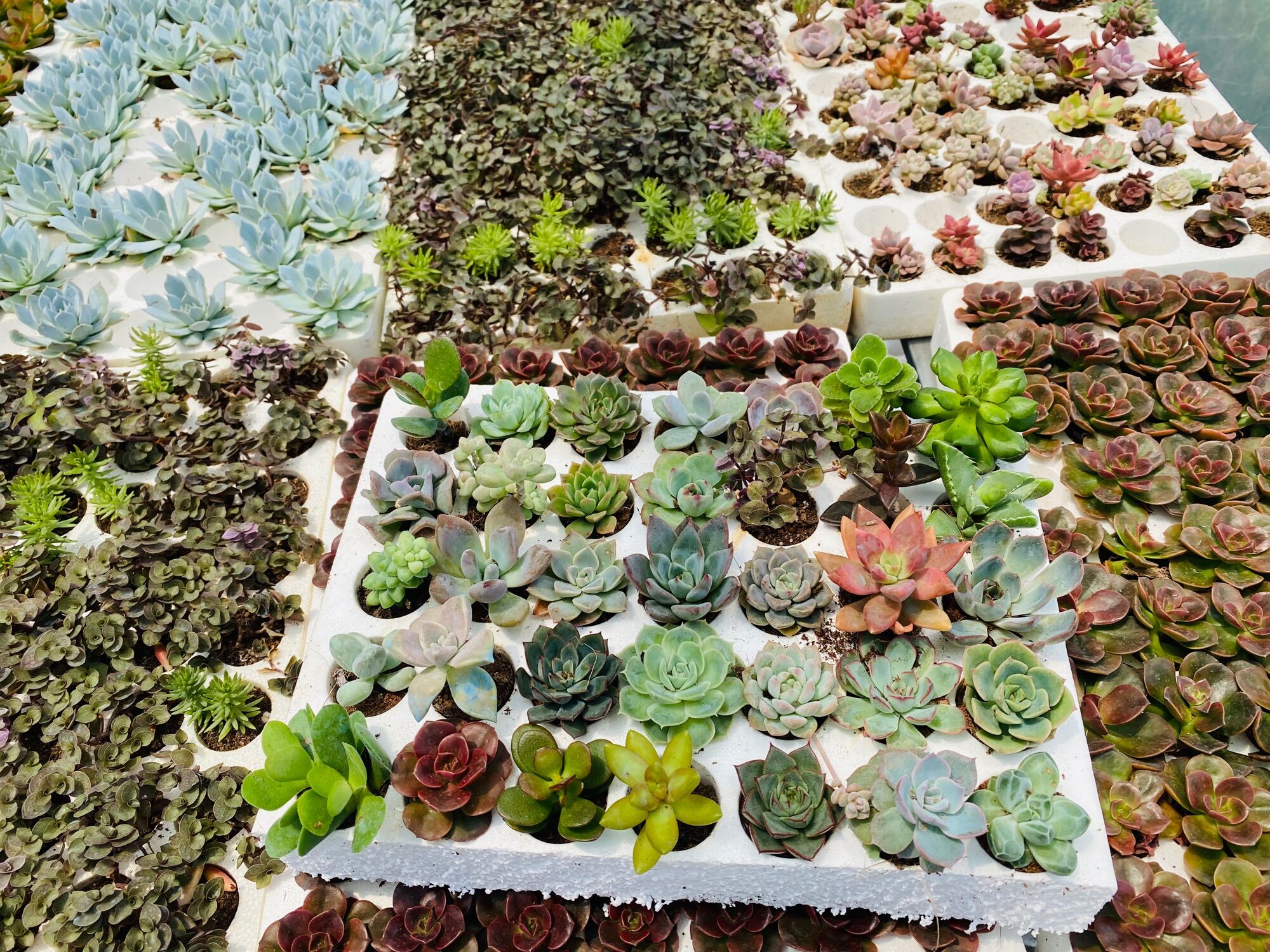 Sen đá mini ( sen vỉ ) size 3-5Cm 😍 FARM HẠT GIỐNG TRỜI BAN