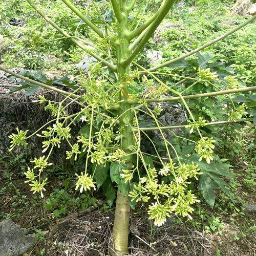 Cây giống đu đủ đực 3 cây